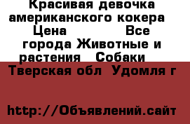 Красивая девочка американского кокера › Цена ­ 35 000 - Все города Животные и растения » Собаки   . Тверская обл.,Удомля г.